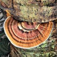 GANODERMA